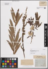Foto von Salix elaeagnifolia Tausch ex Opiz